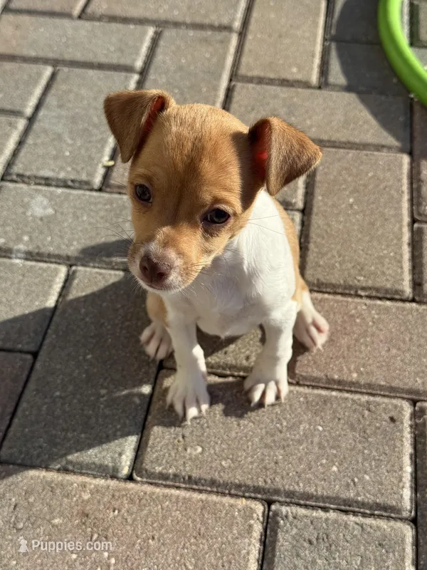 Annie – Chiweenie puppy for sale in Fort Myers, FL