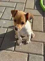 Annie, a female Chiweenie for sale in Fort Myers, FL – Photo 2 of 2