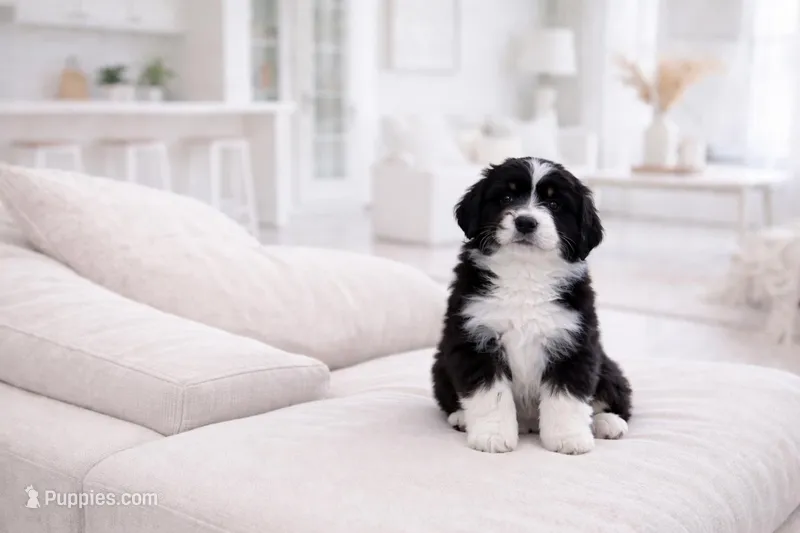 Beau – Miniature Bernedoodle puppy for sale in Fort Myers, FL