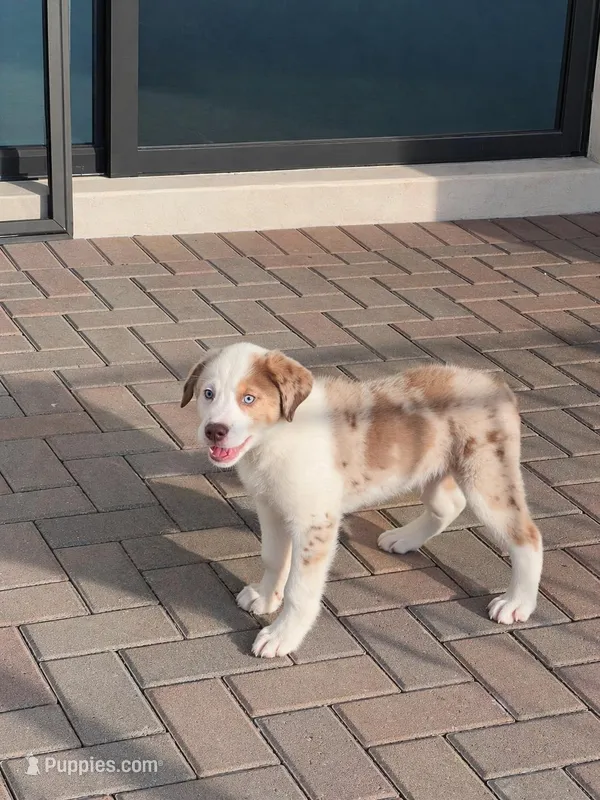 Blue – Aussiedoodle puppy for sale in Fort Myers, FL