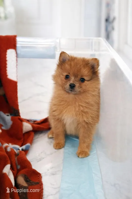 Sissy – Pomeranian puppy for sale in Fort Myers, FL