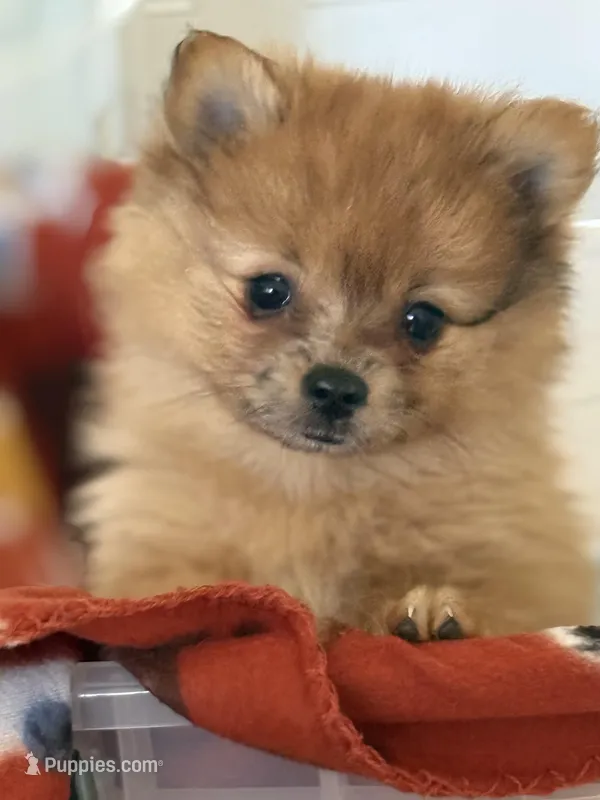 Sissy – Pomeranian puppy for sale in Fort Myers, FL
