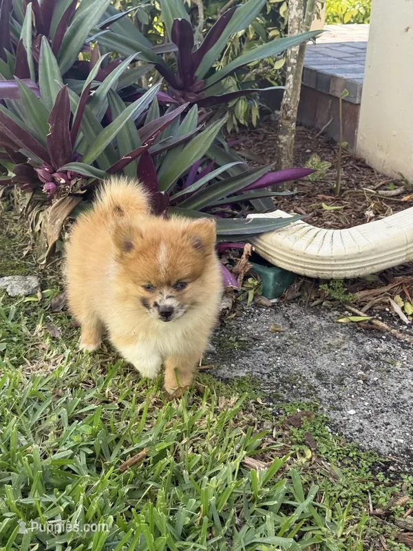 Chase – Pomeranian puppy for sale in Fort Myers, FL