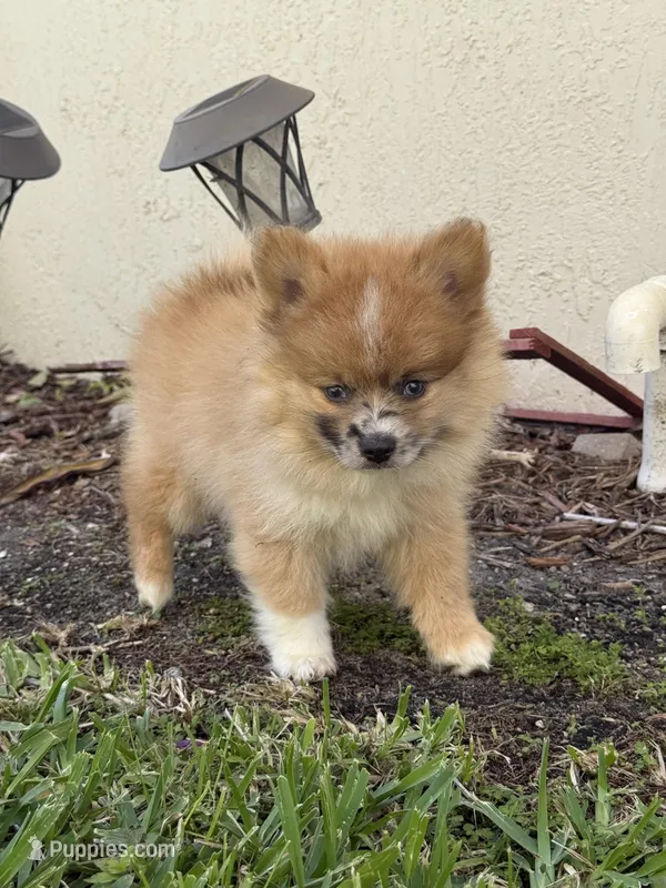 Chase – Pomeranian puppy for sale in Fort Myers, FL