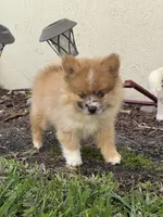 Chase, a male Pomeranian for sale in Fort Myers, FL – Photo 2 of 3