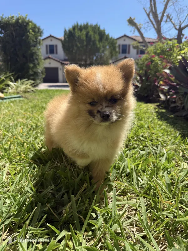Chase – Pomeranian puppy for sale in Fort Myers, FL