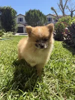Chase, a male Pomeranian for sale in Fort Myers, FL – Photo 1 of 3