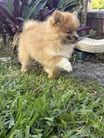 Chase, a male Pomeranian for sale in Fort Myers, FL – Photo 3 of 3