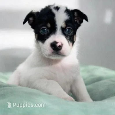 Monty , a male Chihuahua for sale in Fort Myers, FL – Photo 1 of 1