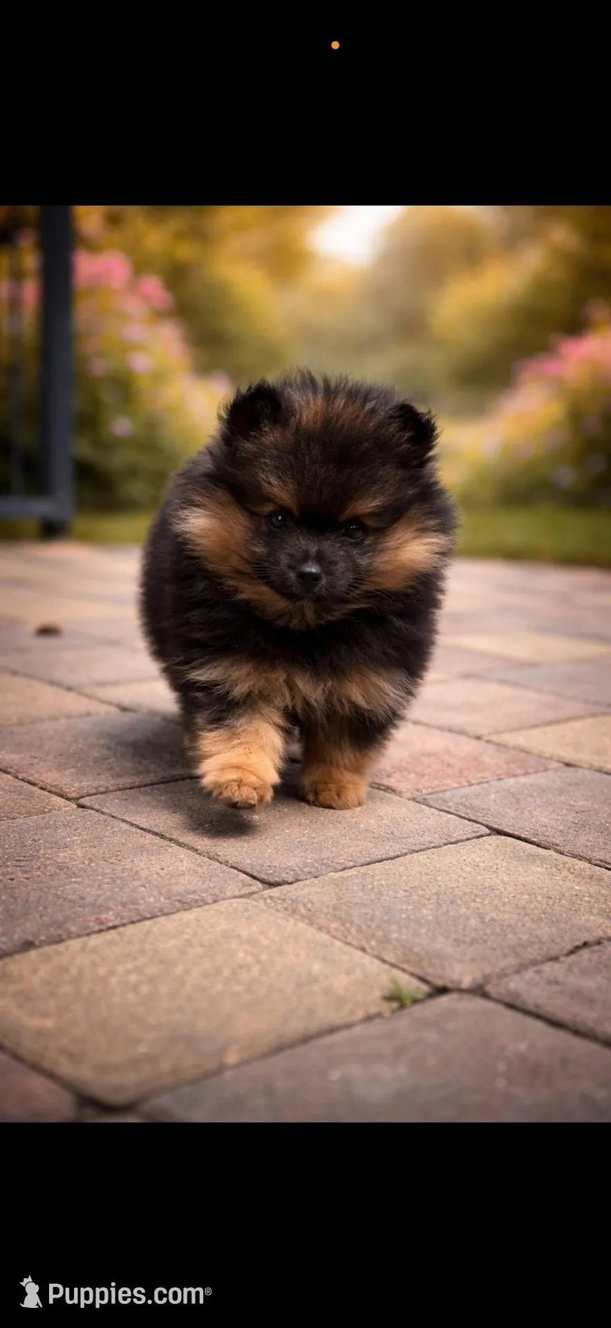 Daisy – Pomeranian puppy for sale in Fort Myers, FL