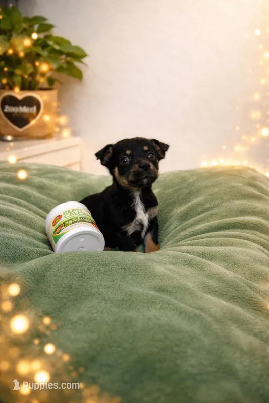 Lupa , a female Chihuahua for sale in Fort Myers, FL – Photo 1 of 1