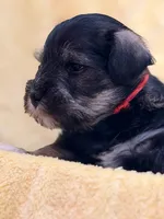 Marshall, a male Miniature Schnauzer for sale in Bellingham, WA – 5 of 5