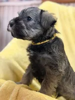 Rubble, a male Miniature Schnauzer for sale in Bellingham, WA – 1 of 3