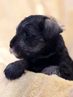  Tamatoa, a male Miniature Schnauzer for sale in Bellingham, WA – 4 of 5