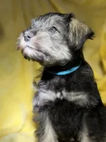 Sumo, a male Miniature Schnauzer for sale in Bellingham, WA – 4 of 7