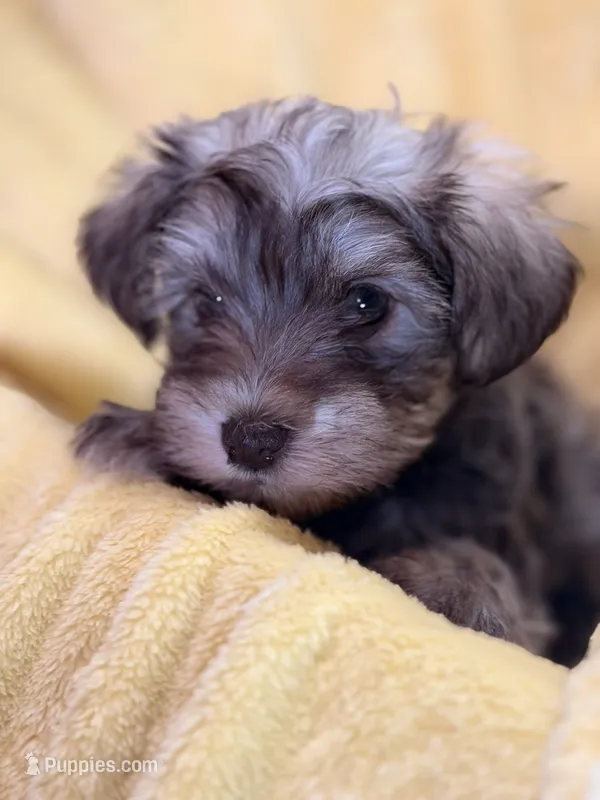 Lil Petey – Miniature Schnauzer puppy for sale in Bellingham, WA