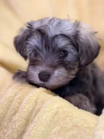 Lil Petey, a male Miniature Schnauzer for sale in Bellingham, WA – 1 of 4