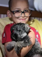 Billy, a male Miniature Schnauzer for sale in Bellingham, WA – 5 of 5
