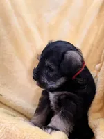 Marshall, a male Miniature Schnauzer for sale in Bellingham, WA – 3 of 5