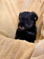  Tamatoa, a male Miniature Schnauzer for sale in Bellingham, WA – 5 of 5