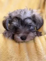 Lil Petey, a male Miniature Schnauzer for sale in Bellingham, WA – 4 of 4