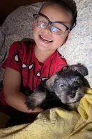 Sumo, a male Miniature Schnauzer for sale in Bellingham, WA – 5 of 7