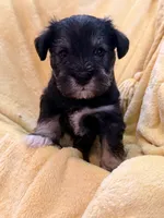 Marshall, a male Miniature Schnauzer for sale in Bellingham, WA – 1 of 5