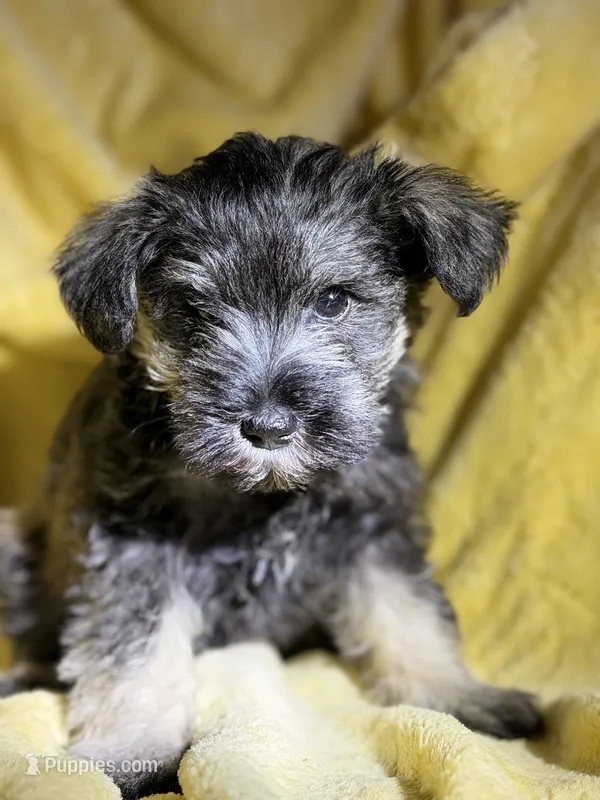 Billy – Miniature Schnauzer puppy for sale in Bellingham, WA