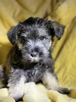 Billy, a male Miniature Schnauzer for sale in Bellingham, WA – 3 of 5