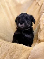  Tamatoa, a male Miniature Schnauzer for sale in Bellingham, WA – 3 of 5