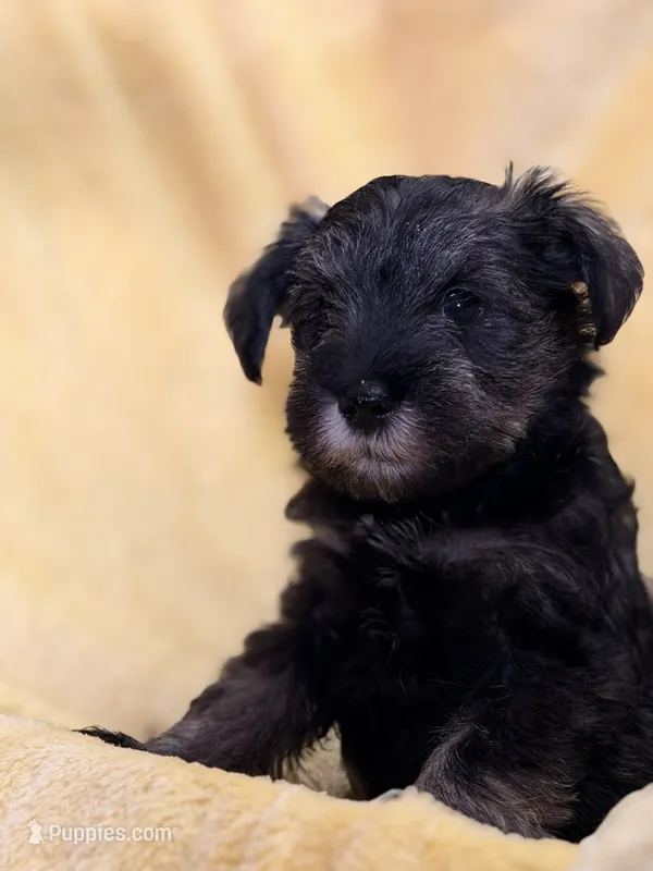  Tamatoa – Miniature Schnauzer puppy for sale in Bellingham, WA