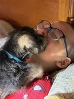 Sumo, a male Miniature Schnauzer for sale in Bellingham, WA – 6 of 7