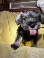 Sumo, a male Miniature Schnauzer for sale in Bellingham, WA – 7 of 7