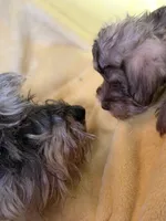 Lil Petey, a male Miniature Schnauzer for sale in Bellingham, WA – 3 of 4