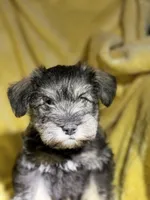 Sumo, a male Miniature Schnauzer for sale in Bellingham, WA – 3 of 7