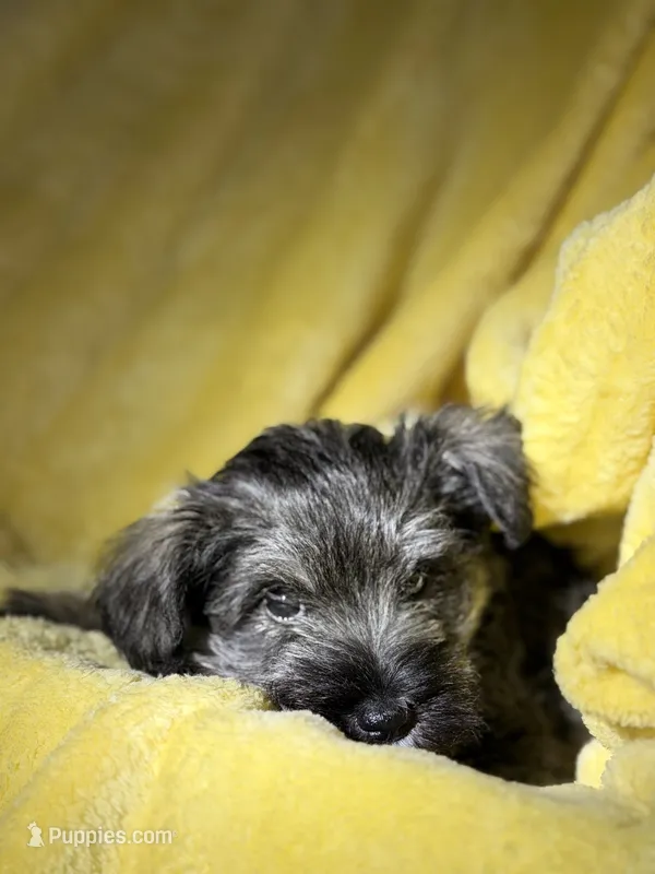Billy – Miniature Schnauzer puppy for sale in Bellingham, WA