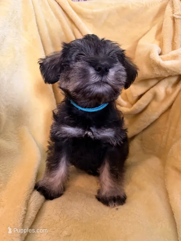 Sumo – Miniature Schnauzer puppy for sale in Bellingham, WA