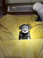 Billy, a male Miniature Schnauzer for sale in Bellingham, WA – 4 of 5