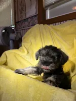 Billy, a male Miniature Schnauzer for sale in Bellingham, WA – 2 of 5