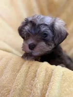 Lil Petey, a male Miniature Schnauzer for sale in Bellingham, WA – 2 of 4
