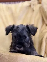 Rubble, a male Miniature Schnauzer for sale in Bellingham, WA – 3 of 3