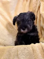  Tamatoa, a male Miniature Schnauzer for sale in Bellingham, WA – 2 of 5