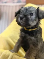 Rubble, a male Miniature Schnauzer for sale in Bellingham, WA – 2 of 3
