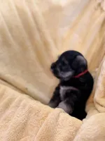 Marshall, a male Miniature Schnauzer for sale in Bellingham, WA – 4 of 5