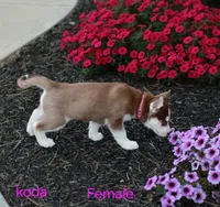 Koda, a female Siberian Husky for sale in Hartly, DE – 2 of 6
