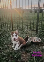 Koda, a female Siberian Husky for sale in Hartly, DE – 6 of 6