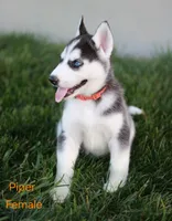 Piper , a female Siberian Husky for sale in Hartly, DE – 3 of 7