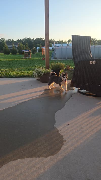 Piper , a female Siberian Husky for sale in Hartly, DE – 7 of 7