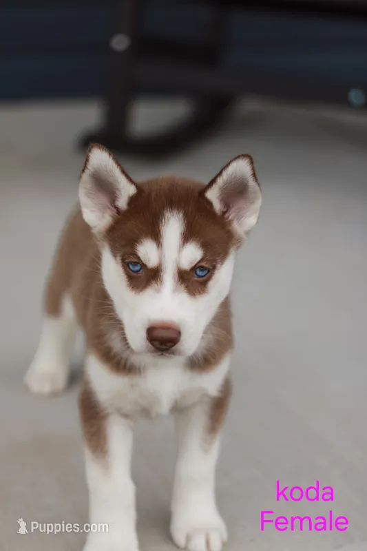 Koda – Siberian Husky puppy for sale in Hartly, DE