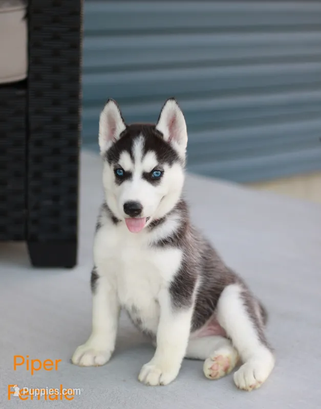 Piper  – Siberian Husky puppy for sale in Hartly, DE